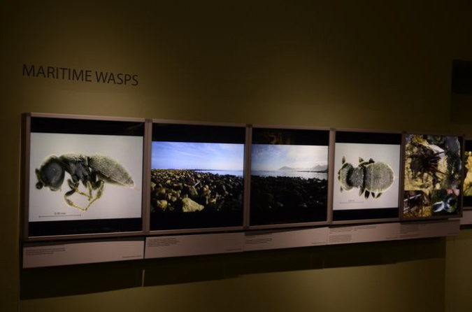 Wasp_exhibition__DSC3404